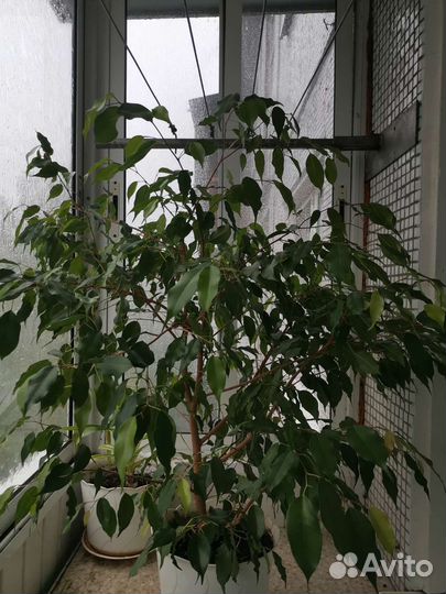 Фикус бенджамина большой