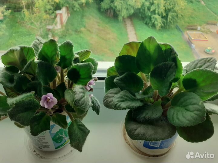 Домашние цветы