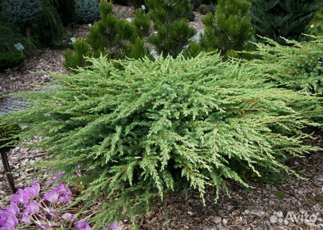 Можжевельник, хвойники