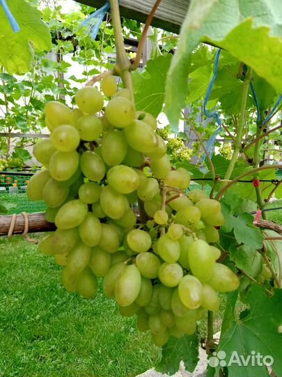 Саженцы винограда