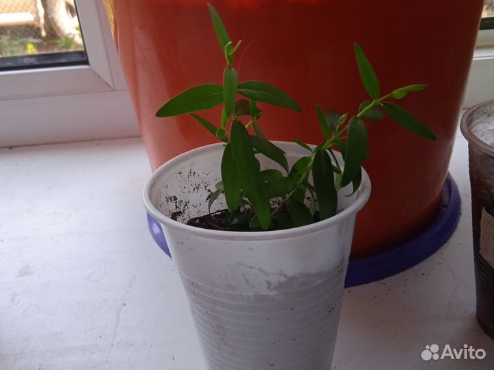 Миртовое дерево