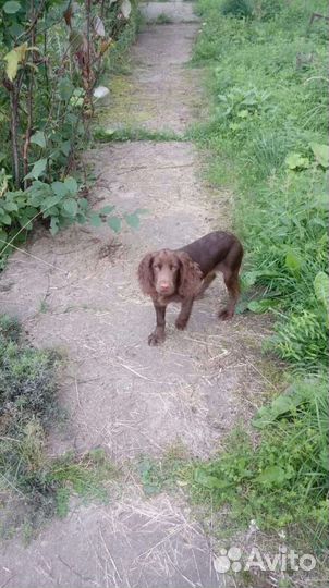 Русский спаниель вязка