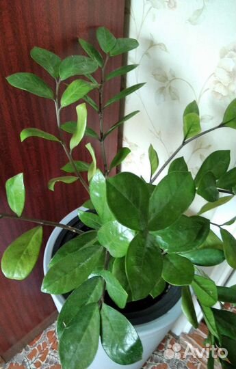 Замиокулькас