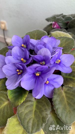 Узамбарские фиалки