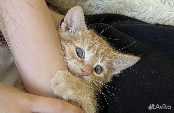 Рыжий котенок Гномик
