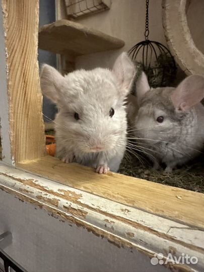 Передержка домашних животных