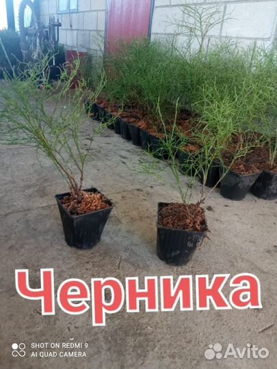 Бирючина,Барбарис,Шефердия,Жасмин,Снежноягодник