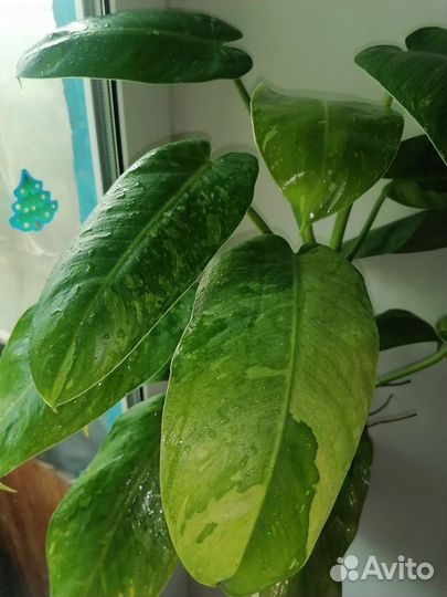 Филодендрон Хосе Буэно(Имбе Вайт Марбл)