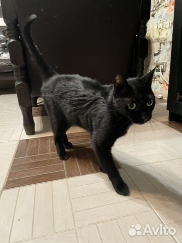 Коты ищут новый дом