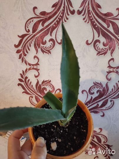 Агава голубая