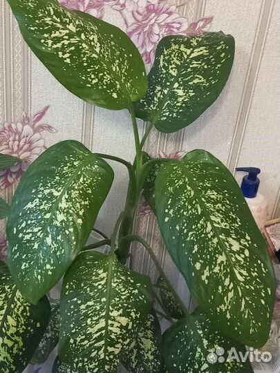 Диффенбахия