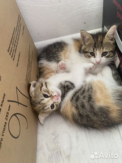 Шотландская вислоухая. котята