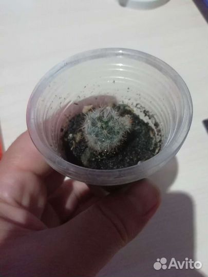 Кактус