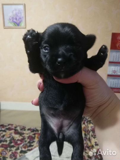 Собака