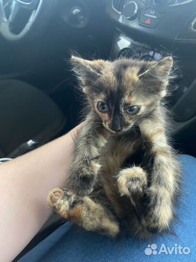 Котенок девочка в добрые руки