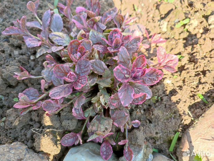 Живучка Бургунди Глоу