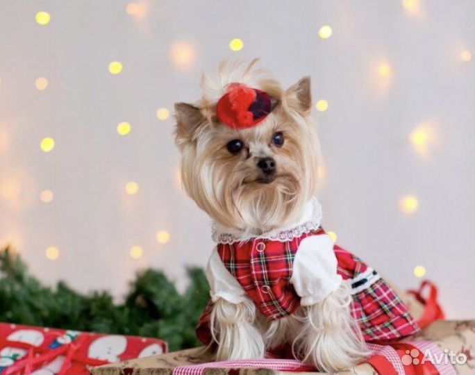 Заколки для собачки