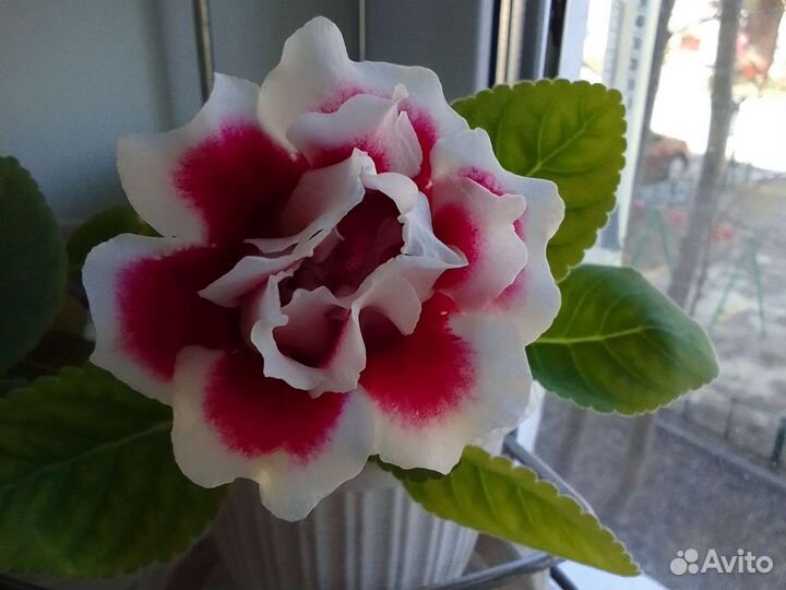 Глоксинии цветущие
