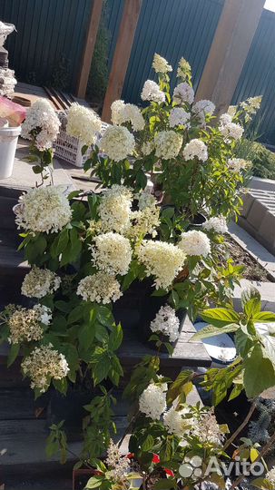 Гортензии метельчатые зимостойкие сорта