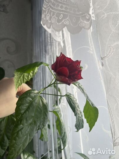 Комнатные цветы розы