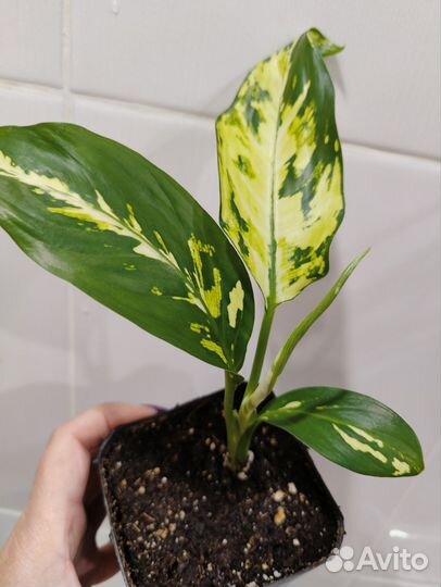 Диффенбахия аврора