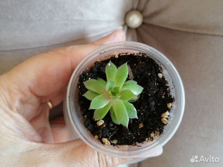 Эхеверия сукулент