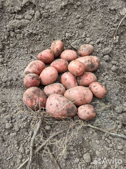 Семенной сортовой картофель 42 сорта