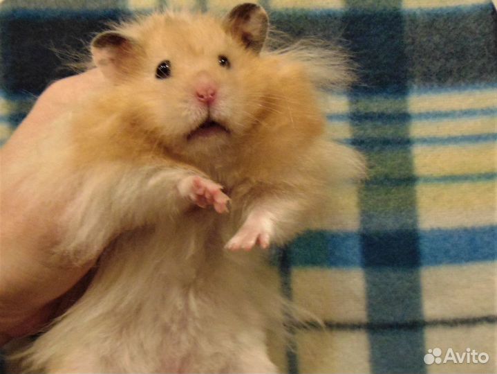 Крупные ангорские,сирийские хомяки питомник,клетки