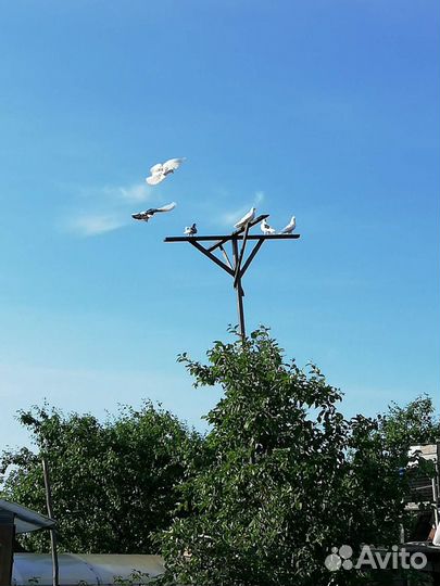 Белые голуби