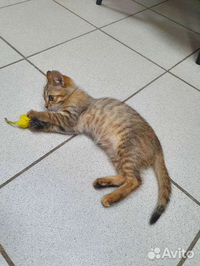 Котёнок девочка