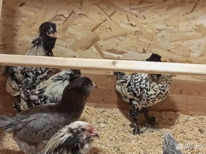 Павловское серебро куры