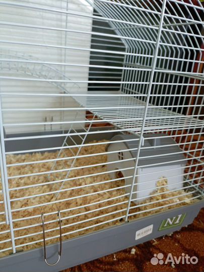 Отдам хомяка с клеткой