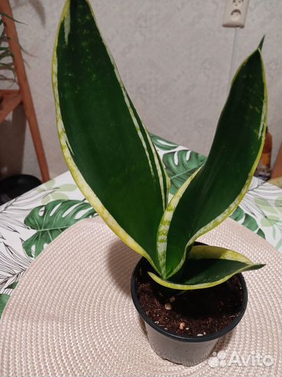 Сансевиерия сортовая