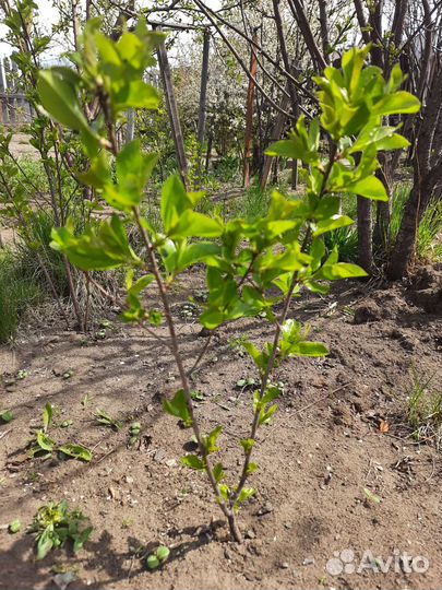 Привезу бесплатно саженцы вишни