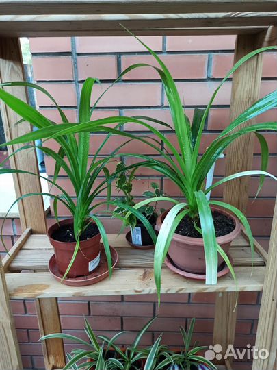 Комнатные цветы панданус