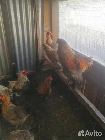 Петух брама и восемь молодок майские того года