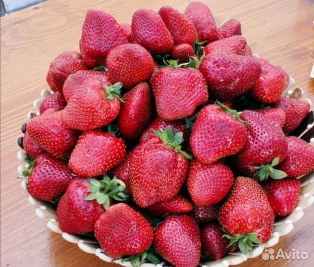 Рассада клубники