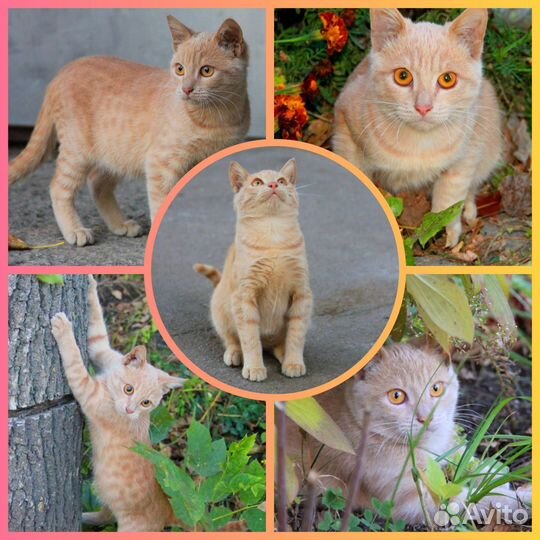 Кошка в дар бесплатно