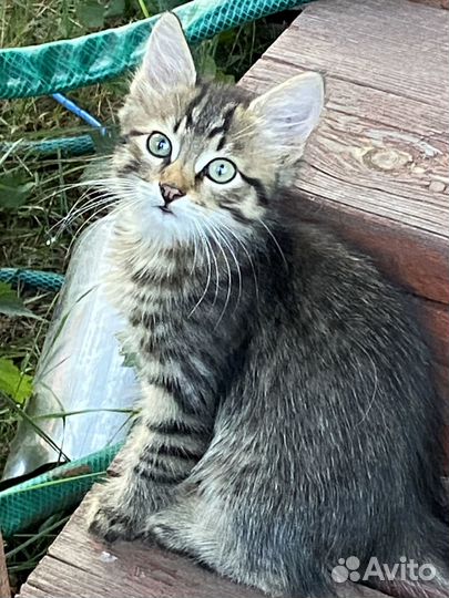 Котята в добрые руки бесплатно