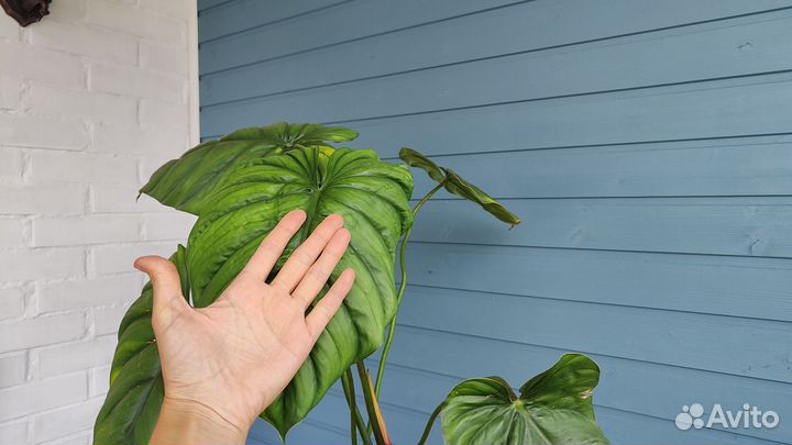 Филодендрон Колумбия / philodendron Columbia