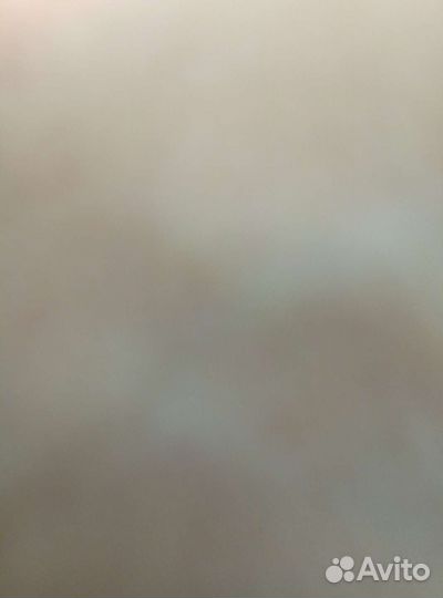 Поросята ландрас с Дюрком