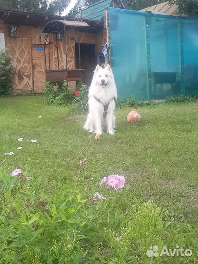 Вязка Самоед