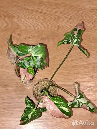 Сингониум Red spot Tricolor