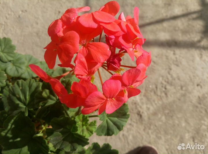 Комнатные растения