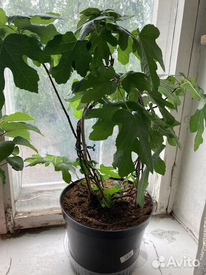 Комнатные цветы крупномеры