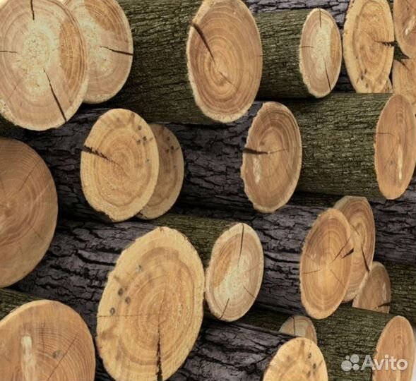 Лес кругляк