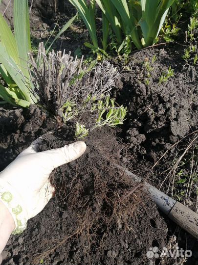 Лаванда 2х летка окс