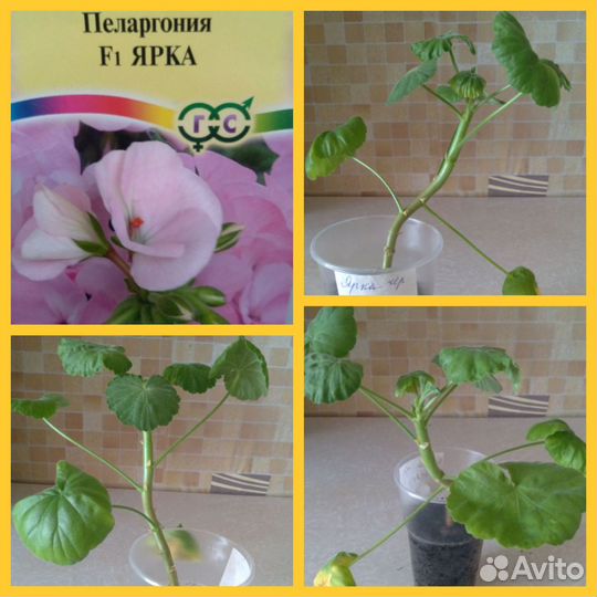 Герань пеларгония