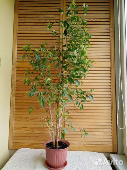 Фикус бенджамина высота метр большой