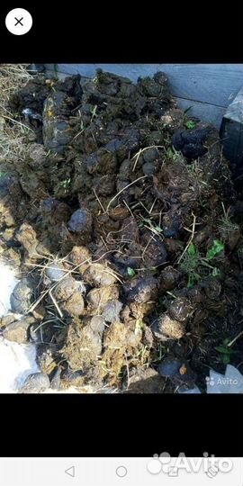 Конский навоз